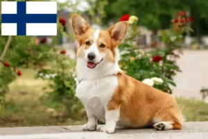 Read more about the article Welsh Corgi-opdrættere og hvalpe i Finland