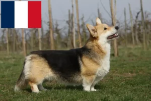 Read more about the article Welsh Corgi-opdrættere og hvalpe i Frankrig