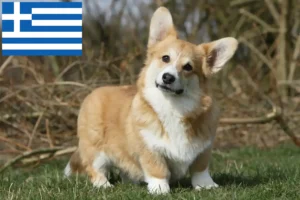 Read more about the article Welsh Corgi-opdrættere og hvalpe i Grækenland