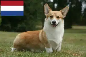 Read more about the article Welsh Corgi-opdrættere og hvalpe i Holland