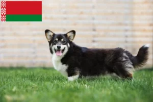 Read more about the article Welsh Corgi-opdrættere og hvalpe i Hviderusland