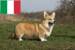 Read more about the article Welsh Corgi-opdrættere og hvalpe i Italien