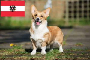 Read more about the article Welsh Corgi-opdrættere og hvalpe i Østrig