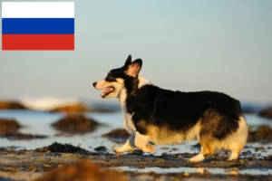 Read more about the article Welsh Corgi opdrættere og hvalpe i Rusland
