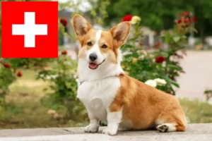 Read more about the article Welsh Corgi-opdrættere og hvalpe i Schweiz