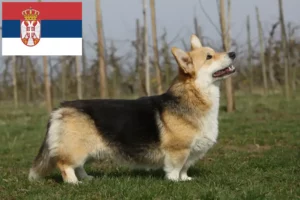 Read more about the article Welsh Corgi-opdrættere og hvalpe i Serbien