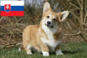 Read more about the article Welsh Corgi-opdrættere og hvalpe i Slovakiet