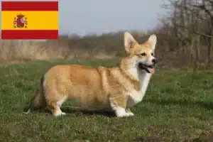 Read more about the article Welsh Corgi-opdrættere og hvalpe i Spanien