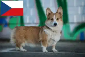 Read more about the article Welsh Corgi-opdrættere og hvalpe i Tjekkiet
