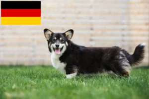 Read more about the article Welsh Corgi-opdrættere og hvalpe i Tyskland
