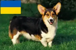 Read more about the article Welsh Corgi-opdrættere og hvalpe i Ukraine