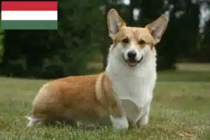 Read more about the article Welsh Corgi-opdrættere og hvalpe i Ungarn