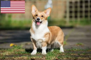 Read more about the article Welsh Corgi-opdrættere og hvalpe i USA