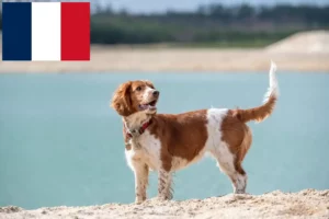Read more about the article Welsh Springer Spaniel opdrættere og hvalpe i Frankrig