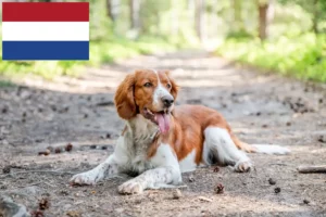 Read more about the article Welsh Springer Spaniel opdrættere og hvalpe i Holland