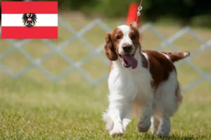 Read more about the article Welsh Springer Spaniel opdrættere og hvalpe i Østrig