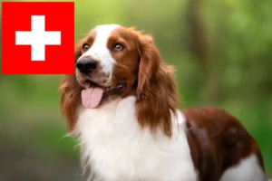 Read more about the article Welsh Springer Spaniel opdrættere og hvalpe i Schweiz