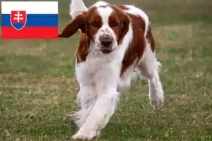 Read more about the article Welsh Springer Spaniel opdrættere og hvalpe i Slovakiet