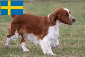 Read more about the article Welsh Springer Spaniel opdrættere og hvalpe i Sverige