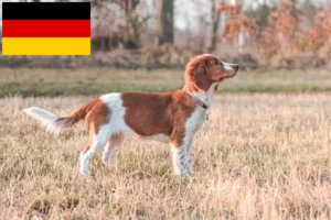 Read more about the article Welsh Springer Spaniel opdrættere og hvalpe i Tyskland
