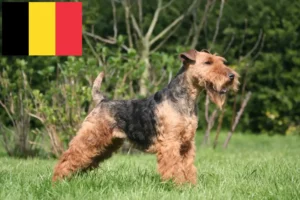 Read more about the article Welsh terrier-opdrættere og hvalpe i Belgien