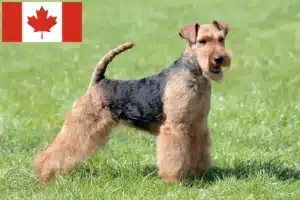 Read more about the article Welsh terrier-opdrættere og hvalpe i Canada
