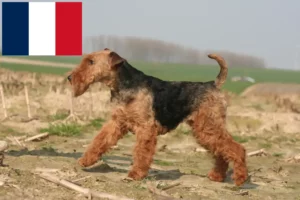 Read more about the article Welsh terrier-opdrættere og hvalpe i Frankrig