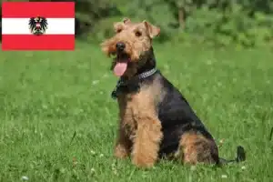 Read more about the article Welsh terrier-opdrættere og hvalpe i Østrig