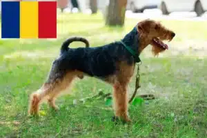 Read more about the article Welsh terrier-opdrættere og hvalpe i Rumænien