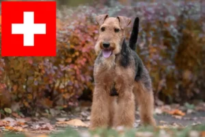 Read more about the article Welsh terrier opdrættere og hvalpe i Schweiz