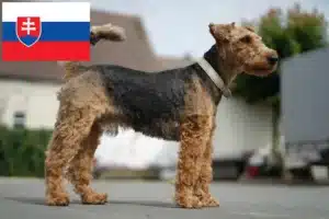 Read more about the article Welsh terrier opdrættere og hvalpe i Slovakiet