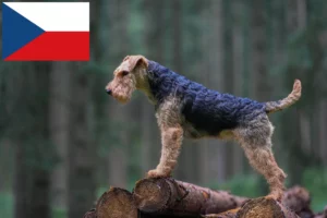 Read more about the article Welsh terrier-opdrættere og hvalpe i Tjekkiet
