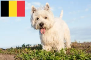 Read more about the article Westie-opdrættere og hvalpe i Belgien