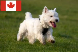 Read more about the article Westie-opdrættere og hvalpe i Canada