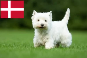 Read more about the article Westie-opdrættere og hvalpe i Danmark