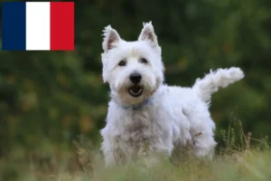 Read more about the article Westie-opdrættere og hvalpe i Frankrig