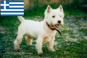 Read more about the article Westie-opdrættere og hvalpe i Grækenland