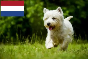 Read more about the article Westie-opdrættere og hvalpe i Holland