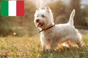 Read more about the article Westie-opdrættere og hvalpe i Italien