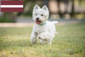 Read more about the article Westie-opdrættere og hvalpe i Letland