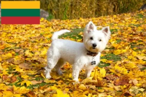Read more about the article Westie-opdrættere og hvalpe i Litauen