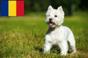 Read more about the article Westie-opdrættere og hvalpe i Rumænien