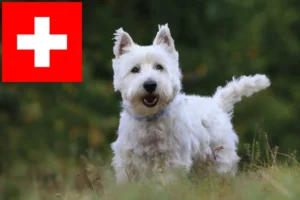 Read more about the article Westie-opdrættere og hvalpe i Schweiz