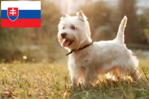 Read more about the article Westie-opdrættere og hvalpe i Slovakiet