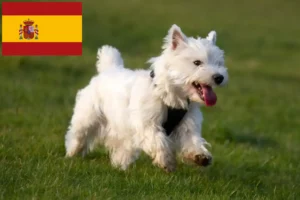 Read more about the article Westie-opdrættere og hvalpe i Spanien