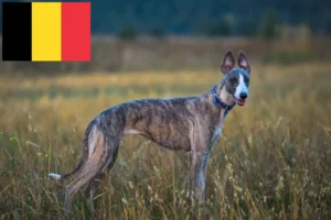 Read more about the article Whippetopdrættere og hvalpe i Belgien