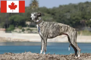Read more about the article Whippetopdrættere og hvalpe i Canada
