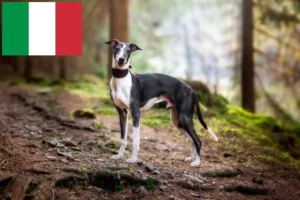 Read more about the article Whippetopdrættere og hvalpe i Italien