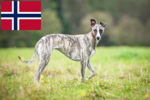 Read more about the article Whippetopdrættere og hvalpe i Norge