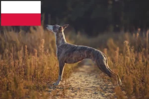 Read more about the article Whippetopdrættere og hvalpe i Polen